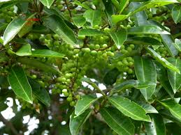 Image result for Peraceae