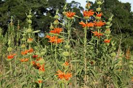 Image result for Leonotis myrothamnifolia