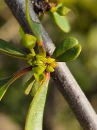 Image result for Rhamnus staddo