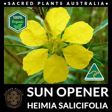 Image result for Heimia salicifolia