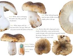Image result for Russula perlactea