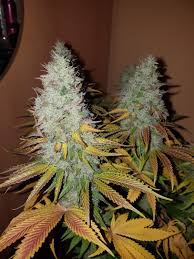 Some have used cookies to help increase appetite as well as to reduce … Cookies Kush Barney S Farm Strain Info Growdiaries