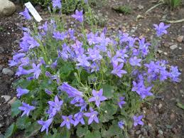 Campanula Portenschlagiana Dalmatian Bellflower Z 4 8 Heritage Flower Farm