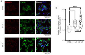It explores the founding scientist of cell theory, as well as the details behind the theory and how. Cellular And Molecular Alterations Induced By Low Dose Fisetin In Human Chronic Myeloid Leukemia Cells