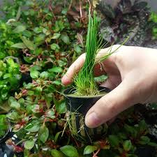 How To Grow Dwarf Hairgrass By Seed Aquarium | Tiktok