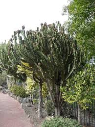 Image result for Euphorbia schimperiana