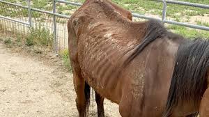 Maybe you would like to learn more about one of these? San Jacinto Horse Sanctuary Accused Of Starving And Neglecting Animals Chicago Tribune