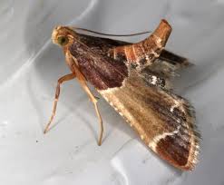 Image result for Hypolytrum pynaertii