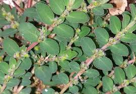 Image result for Euphorbia prostrata