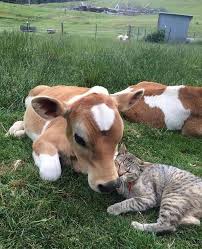 Let your stomach fall towards the floor (increasing the arch in your low back) and allow your shoulder blades to. Cat And Cow Are Friends Aww