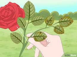 It shows up as a scattering of orange, yellow or red spots on foliage. How To Control Black Spot On Roses With Pictures Wikihow