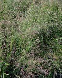 Image result for Eragrostis homblei