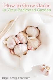 Give four inches of space between each bulb. How To Grow Garlic In Your Backyard Garden Frugal Family Home