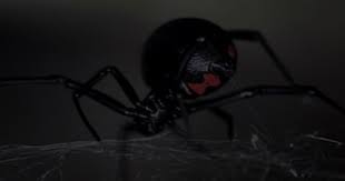 Black widows are common spiders found throughout the united states and the world. Along Came A Spider Litfl Ebm Gone Wild