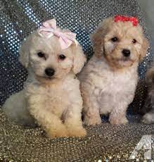 Maltipoo dogs for adoption near houston, texas, usa, page 1 (10 per page) puppyfinder.com is proud to be a part of the online adoption community. Pin On Dog