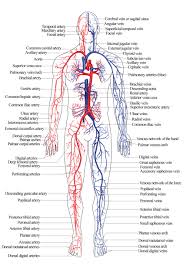 15.1 abdominal aorta and major branches anterior view. Pin By Mcgarry Sinead On Anatomy Human Body Systems Human Body Diagram Body Diagram
