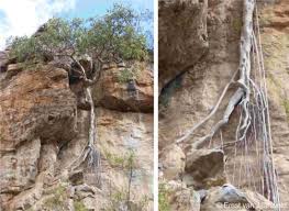 Image result for Ficus tettensis