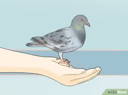 Bagi kalian yang berhobi bertenak burung merpati atau burung dara ini ada beberapa jenis pakan merpati pada umumnya yang ada di indonesia yang bisa dijadikan makanan untuk burung merpati yang. 3 Cara Untuk Melatih Merpati Pos Wikihow