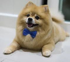 We also serve homestead, fountain blue, coconut grove, south miami, miami, glenvar heights, bird road, coral gables. Pet Grooming Miami Kendall Doral Poochie On Your Block