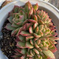 Echeveria Agavoides Nanacan Hotsale Promotion Succulent Plants - China  Hotsale Promotion, Succulent Plants | Made-in-China.com