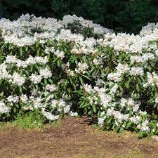 Image result for Rhododendron