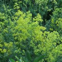 Image result for Galium verum