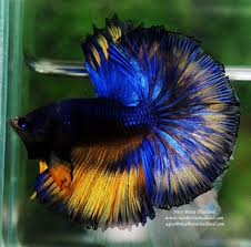 dsc09863 betta fish betta betta fish types