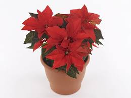 Image result for Euphorbia pfeilii