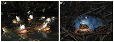 Each year, i normally lose a few frogs this way but in the spring of 2000, i fished out over a dozen such victims. Behavioural Ecological And Evolutionary Aspects Of Diversity In Frog Colour Patterns Rojas 2017 Biological Reviews Wiley Online Library
