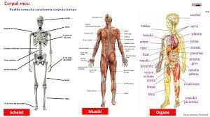 Introducere medicina şi modul în care înţelegem noi anatomia umană au evoluat foarte mult în ultimele secole, deseori. Maestra Ami Facebook