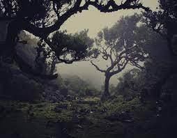 The Work Of Nuno Andrade Beautiful Serene And Cool Nature Photography Woods Photography Nature