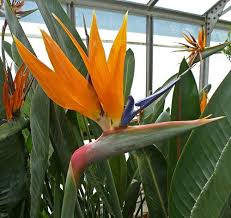 Bird Of Paradise Plant Varieties Strelitzia Bird Of Paradise Flower Birds Of Paradise Plant Birds Of Paradise Flower Paradise Flowers