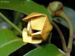 Image result for Uvaria schweinfurthii