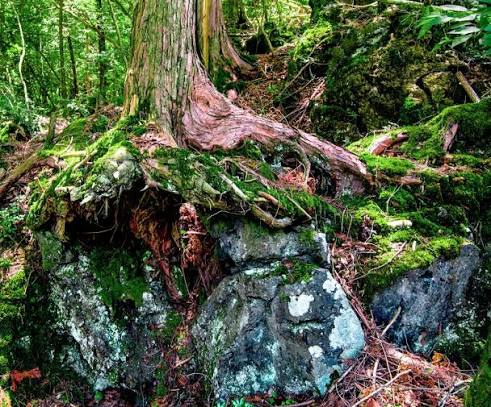 The Mystical Sea Of Trees - Aokigahara Jukai