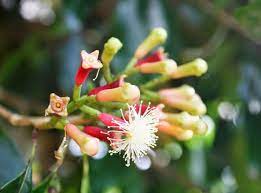 Khasiat cengkeh dalam seduhan hangat ini berkhasiat membantu memperlancar sistem cengkeh adalah bunga kering dari tanaman syzygium aromaticum yang memiliki banyak khasiat untuk. Manfaat Cengkeh Untuk Kesehatan Dan Kecantikan Bibitbunga Com