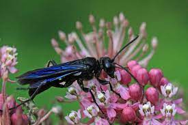 Maybe you would like to learn more about one of these? Great Black Wasp Honey Bee Suite