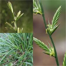 Image result for Lolium