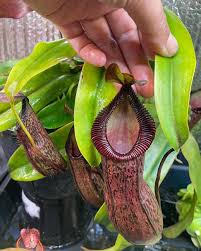 Image result for Eriosema burkei