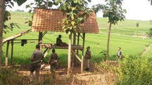 Membuat gubuk dikebun tempat berteduh dari hujan panas youtube. Gubuk Di Sawah