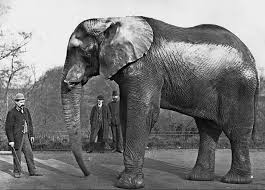 bigness and weight of the elephants