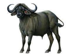 Png Buffalo Buffalo Animal African Buffalo Buffalo