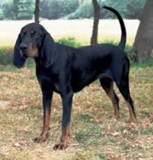Black And Tan English Foxhound Black And Tan Virginia Foxhound Image 2 The Fox And The Hound Coonhound Black And Tan