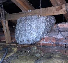 Today's weather might not convince you… but it IS the start of British  Summer Time ☀️ With the clocks going forward, we're heading into the season  where insect activity really starts to