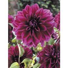 5 Count Dahlia Bulbs Lowes Com Planting Bulbs Canna Flower Growing Dahlias