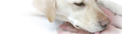 This is the time you need the support of family and friends and a listening ear. Putting Your Pet To Sleep And Coping With Loss