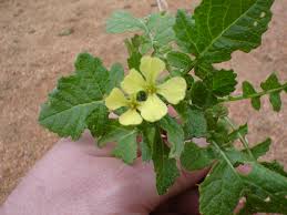 Image result for Erucastrum