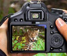 16 Best Lenses For Wildlife Photography Nikon Canon Bird Watching Hq Safari Photography Photography Tips Africa Photography