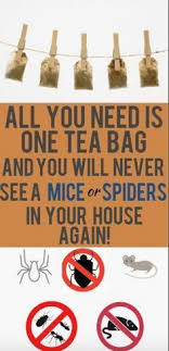 Pest control london experts,we provide emergency & same day pest control service in london to help you , ants, bedbugs treatment, cockroaches at control your pest ltd., we can handle any and all of your pest problems. 110 Good Riddance To Rodents Mole Monsters Ideas Pest Control Garden Pests Rodents