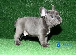 Family raised, well socialized and irresistibly cute, french bulldog puppies bring an amazing vibrancy to any home! Blue French Bulldog Pups Text Us At 217 471 7677 Post Free Ad Pobts Classified Buy Sell In Pakistan