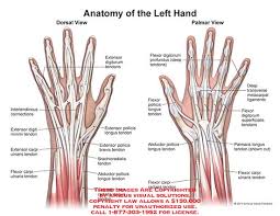 They are remarkably strong, having one of the highest tensile strengths found among soft tissues. Tendons Anatomy Exhibits